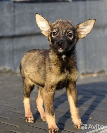 Щенок в добрые руки