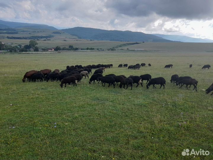 Овцы барашки