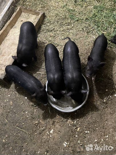 Вьетнамский вислобрюхий хряк