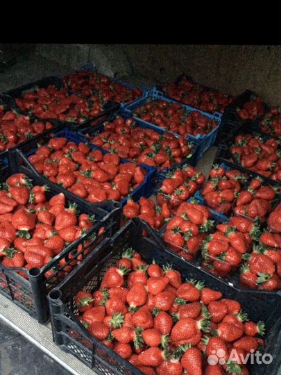 Рассада клубники