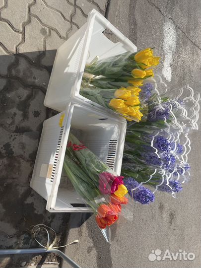 Луковицы тюльпанов