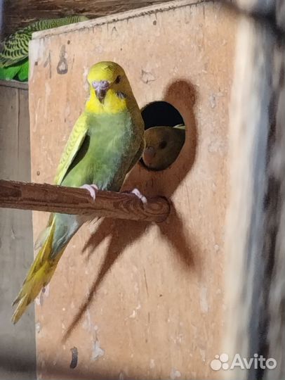 Волнистый попугай