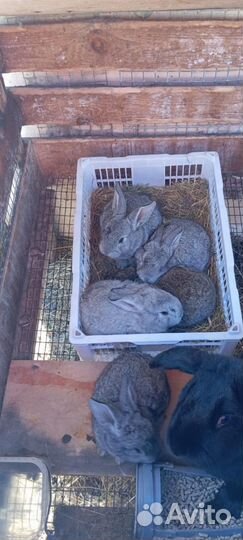 Цыплята, кролики