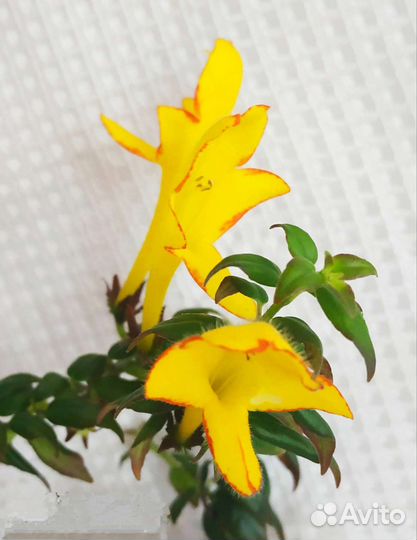 Колумнея Carnival, укорененный черенок