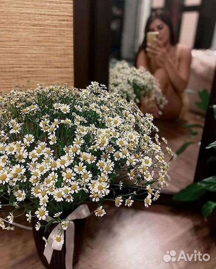 Цветы ромашки