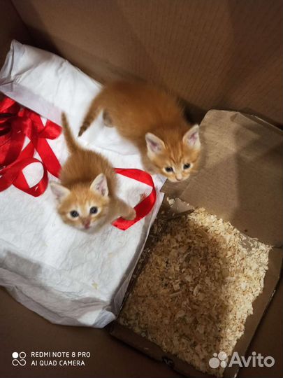 Котята рыженькие