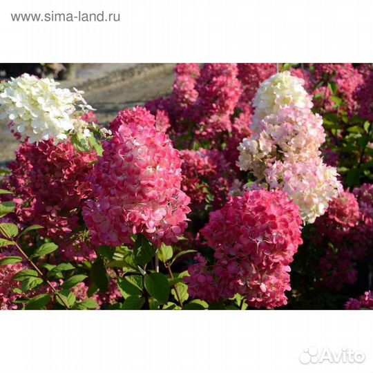 Гортензии много сортов