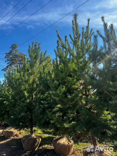 Сосна обыкновенная 280 см