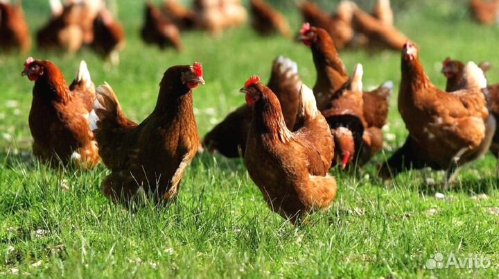 Куры несушки с агрофермы