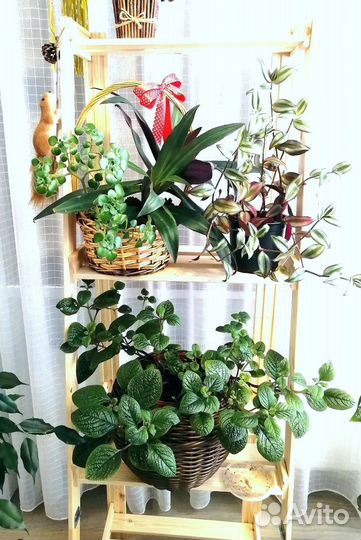 Зебрина, плектрантус, паперомия