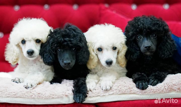 Миниатюрный пудель