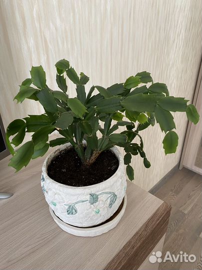 Цветок декабрист