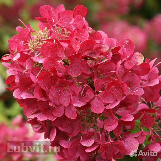 Гортензия саженцы