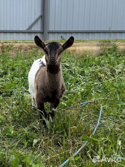 Камерунские козы