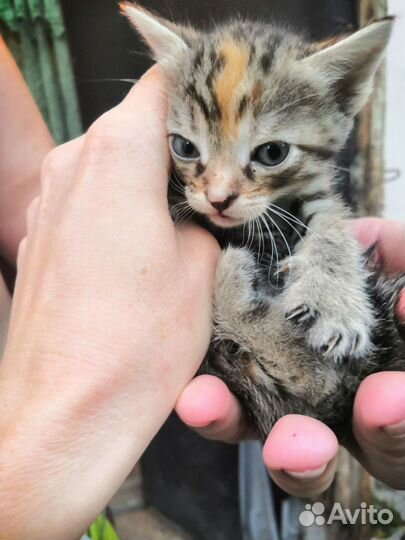 Котята мальчик и девочка