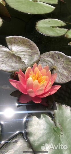 Кувшинка нимфея Perry orange Sunset