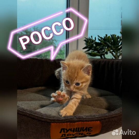 Котята в добрые руки даром