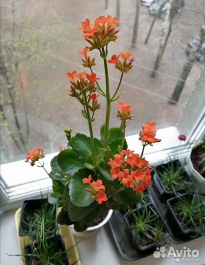 Каланхоэ декоративное отростки с корнями