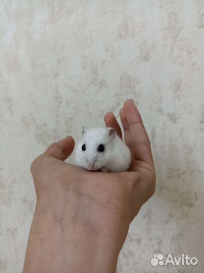 Джунгарский хомяк с клеткой