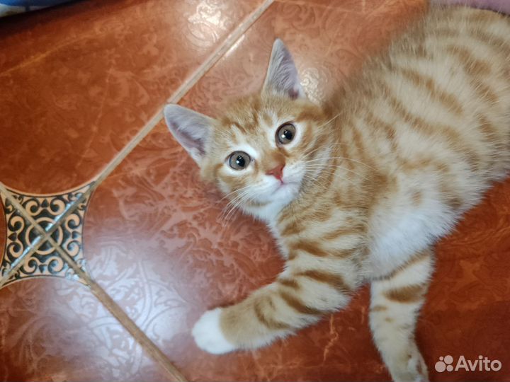 Рыжий котенок мальчик