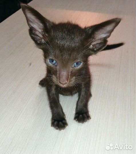 Ориентальный котик