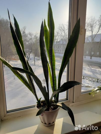 Каланхоэ цветущий