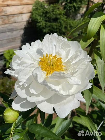 Продам сортовые пионы, сентябрь 24