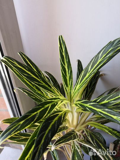 Аглаонема Бай Као