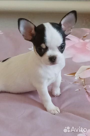 Девочки чихуахуа