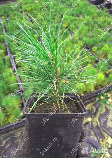 Сибирский кедр. Саженцы