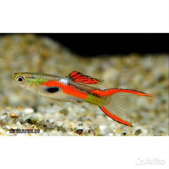 Гуппи эндлера