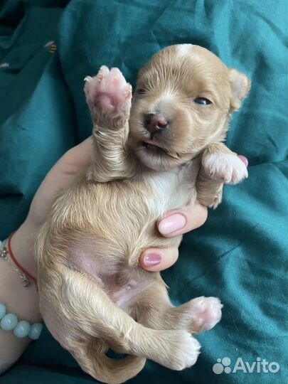 Щенки Мальтипу