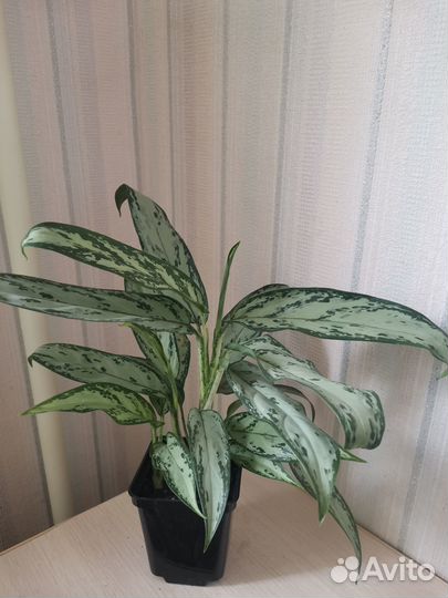 Фикус, калатея