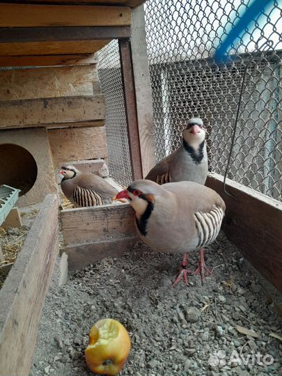 Инкубационное яйцо