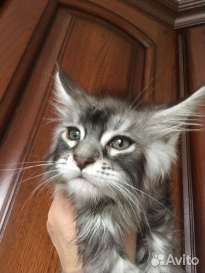 Полидакты и классики котята и вязка