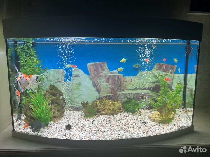 Аквариум с рыбами