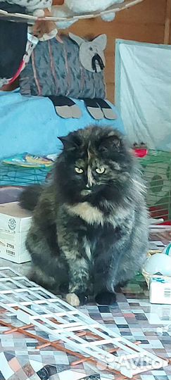 Котики ищут свой дом