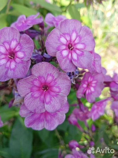 Флоксы многолетние более 70сортов