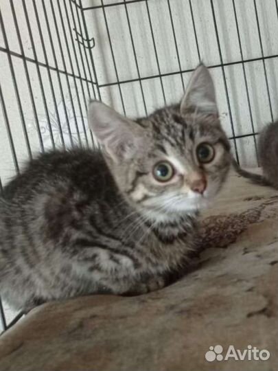 Крошка кошка в добрые ручки