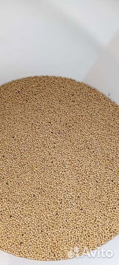 Горчица белая