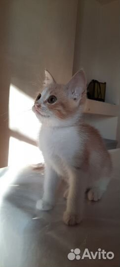 Кошечка в добрые руки