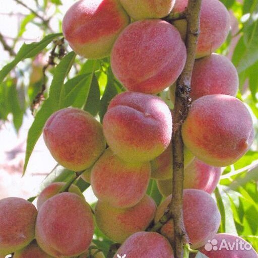 Саженцы персика «Донецкий Ранний» 5 лет