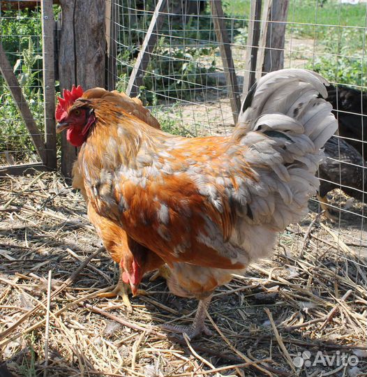 Молодые петушки