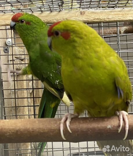 Попугай корелла и другие