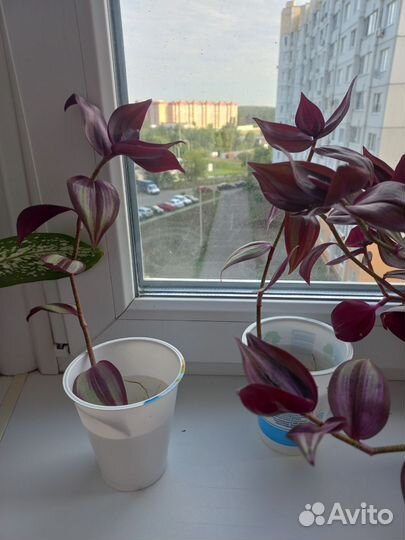 Традесканция