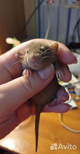 Крысята дамбо/ сиам/бурмиз клетка