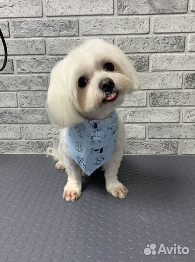 Стрижка собак и кошек