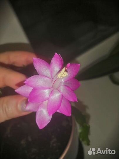 Декабрист шлюмбергера сортовые