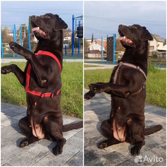 Ошейник, поводки, шлейки. Цены до