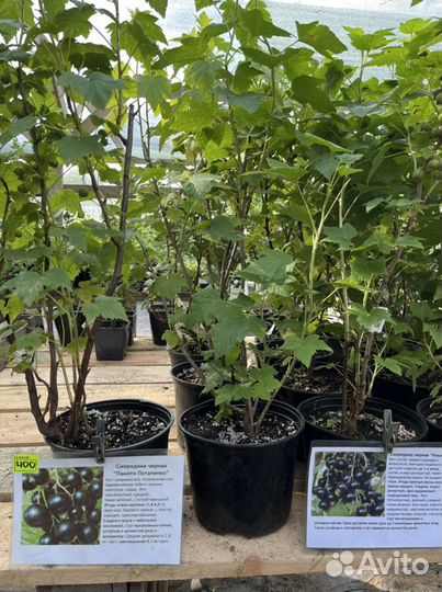 Смородина черная, красная, белая, золотистая